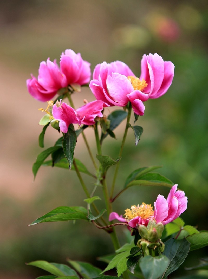 走进中江凡龙村花千谷