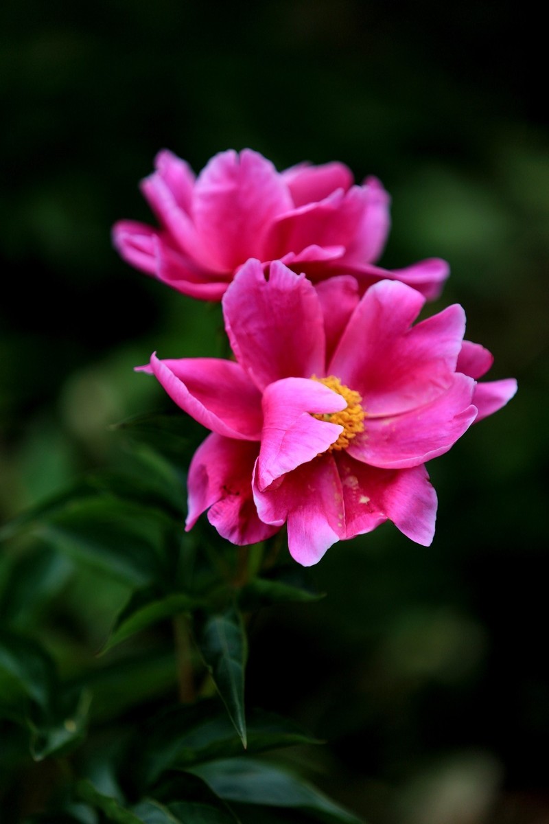 走进中江凡龙村花千谷