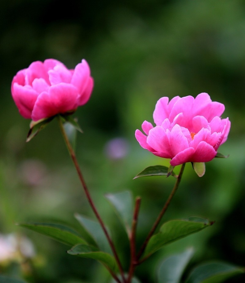 走进中江凡龙村花千谷