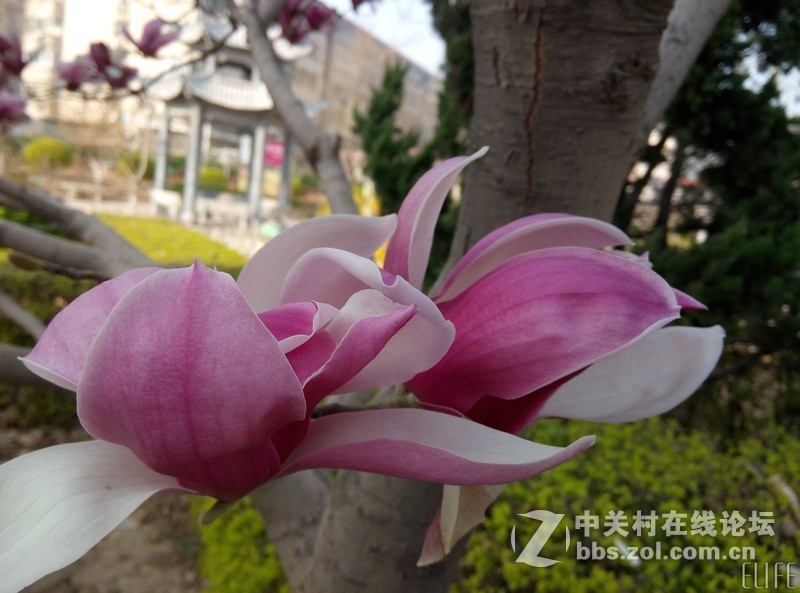 金立ELIFE S5.5精美赏析