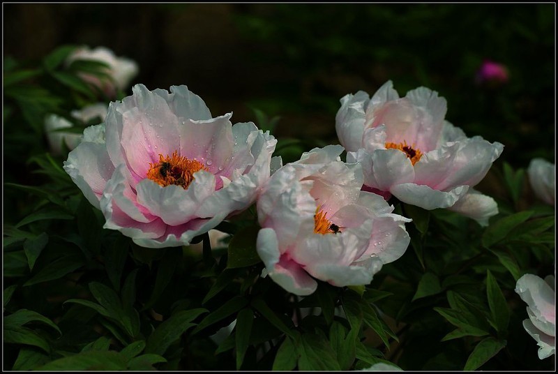 【组片贺好友】