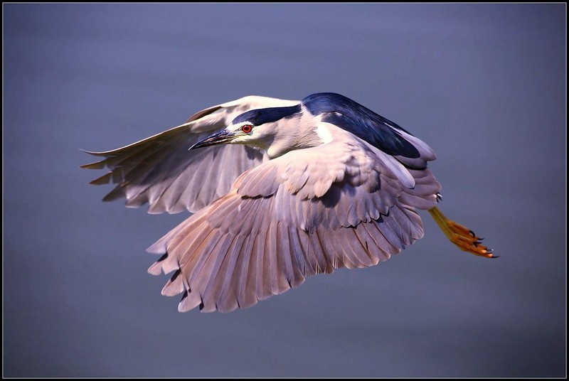 【组片贺好友】