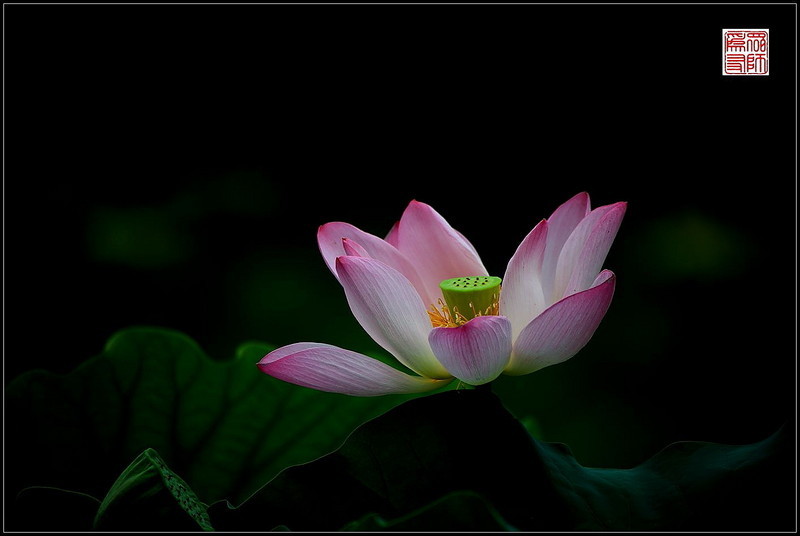 【组片贺好友】