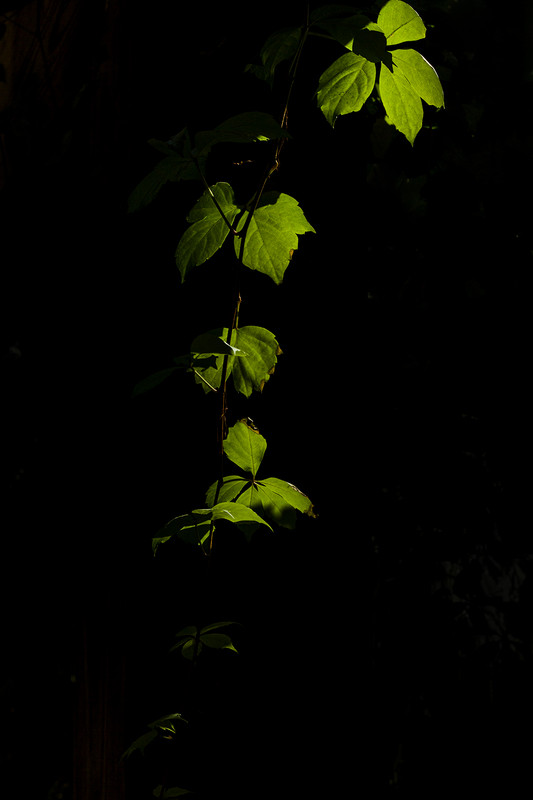 小痰盂的构图和光影