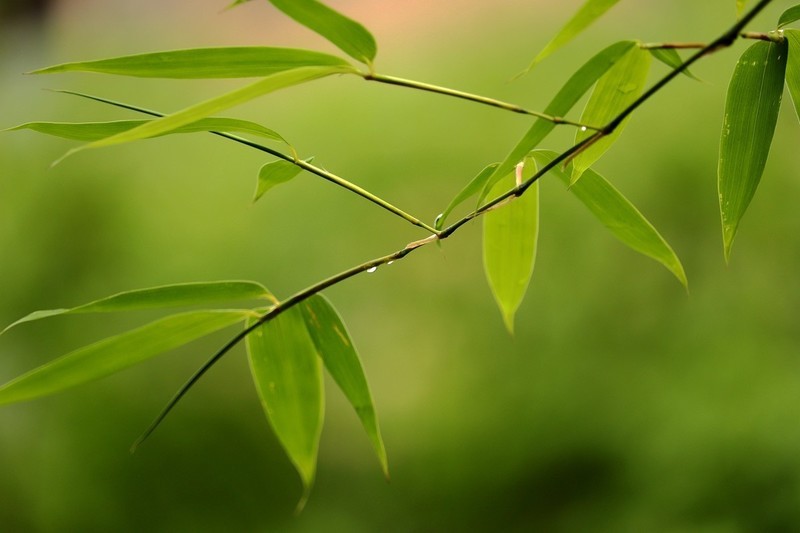 雨竹一