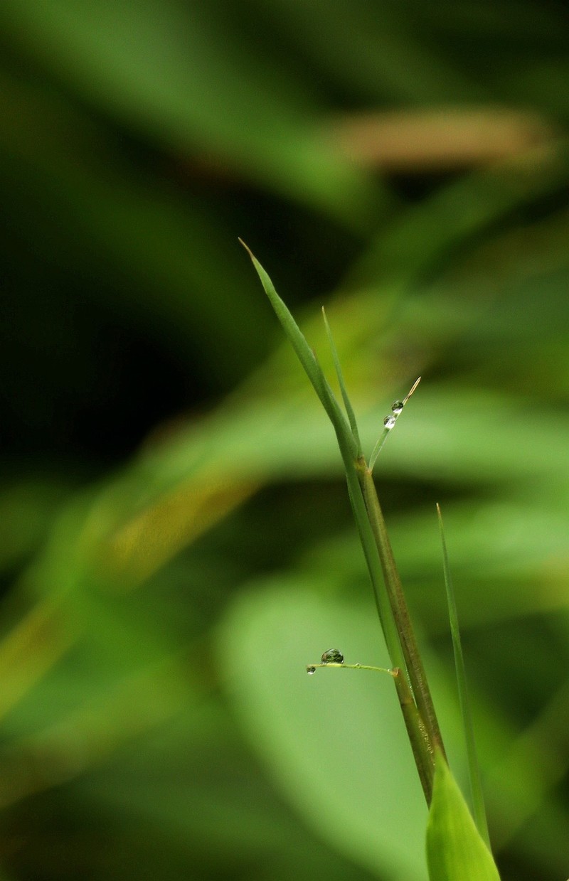 雨竹一