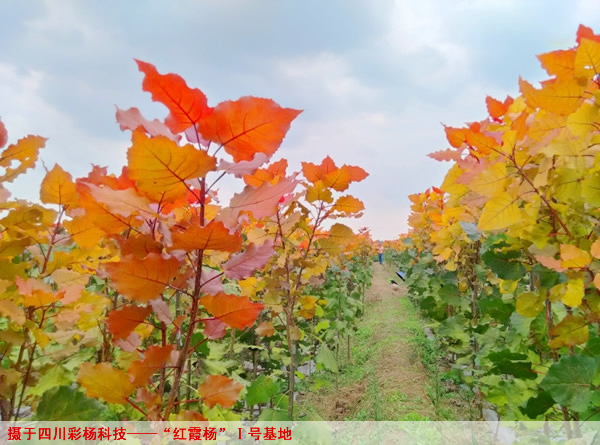 爱要有你才完整之金红杨红霞杨