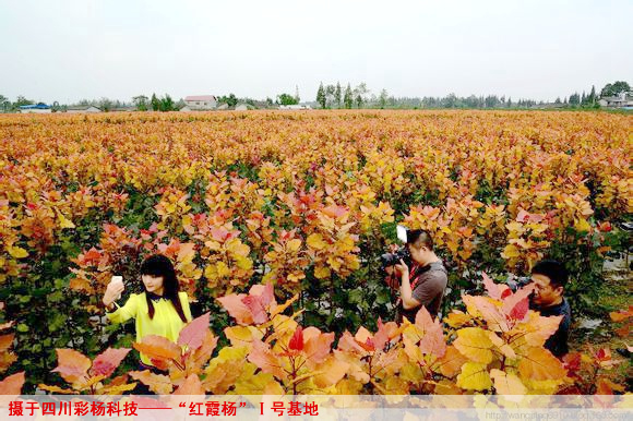 爱要有你才完整之金红杨红霞杨