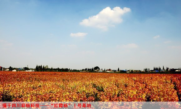 爱要有你才完整之金红杨红霞杨