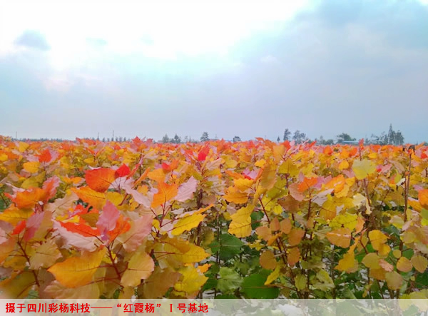 爱要有你才完整之金红杨红霞杨