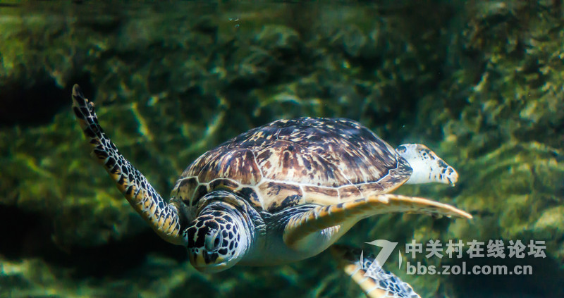 很不成功的拍摄-----水族馆真难拍