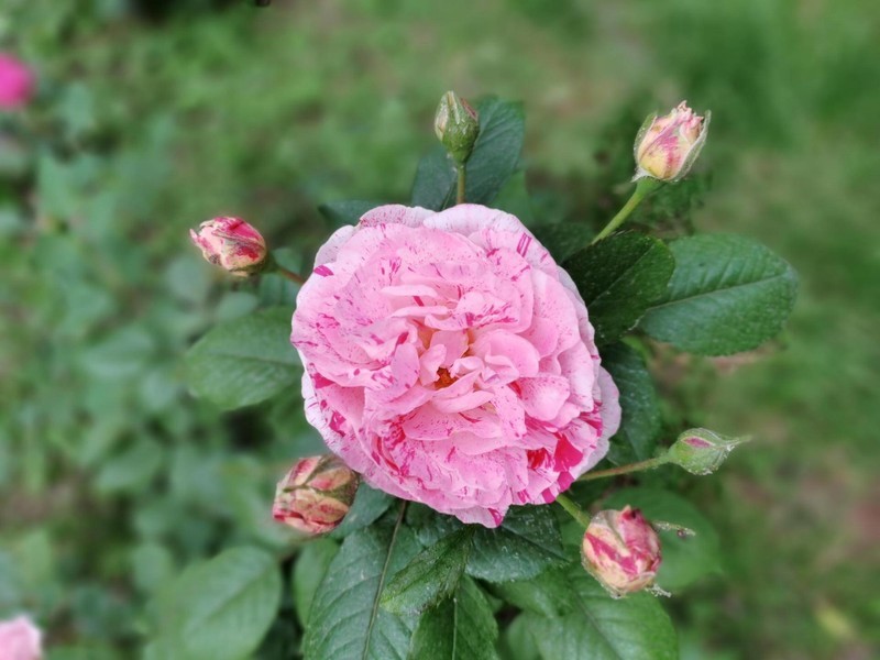 荣耀X10深度体验：这个价位荣耀能给的全给了