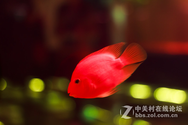 很不成功的拍摄-----水族馆真难拍
