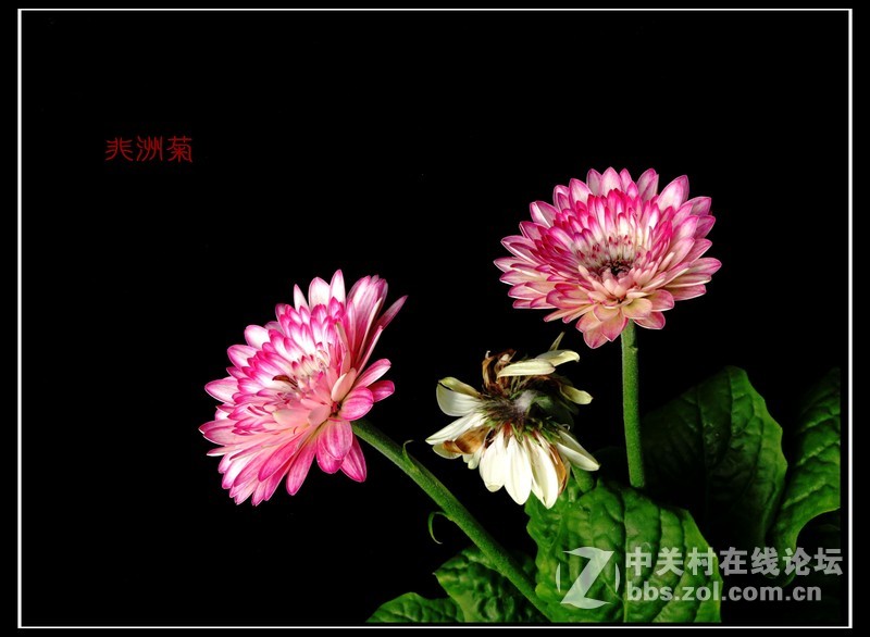 冬季拍花