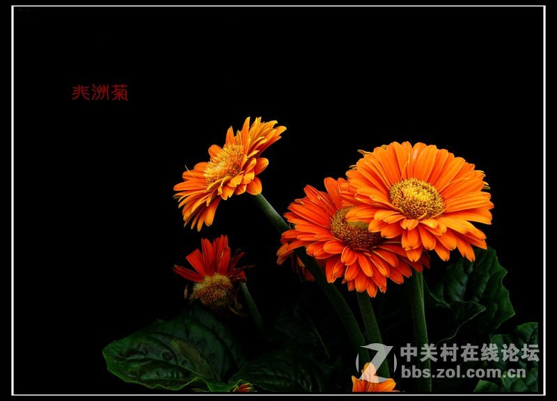 冬季拍花