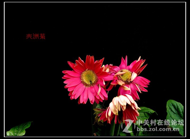 冬季拍花