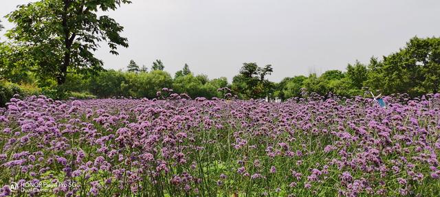 荣耀Play4 Pro评测！麒麟990重器、“旗舰级”5G手机普及者