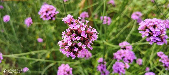 荣耀Play4 Pro评测！麒麟990重器、“旗舰级”5G手机普及者