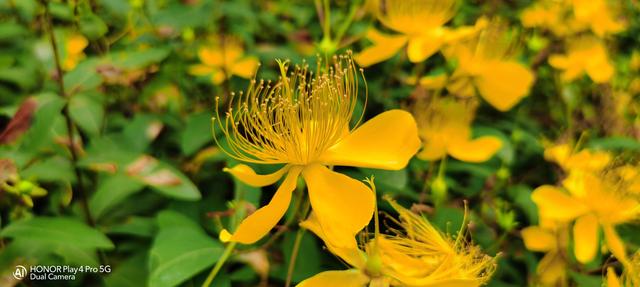 荣耀Play4 Pro评测！麒麟990重器、“旗舰级”5G手机普及者