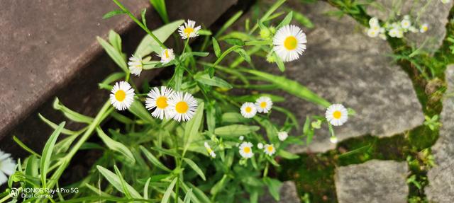 荣耀Play4 Pro评测！麒麟990重器、“旗舰级”5G手机普及者