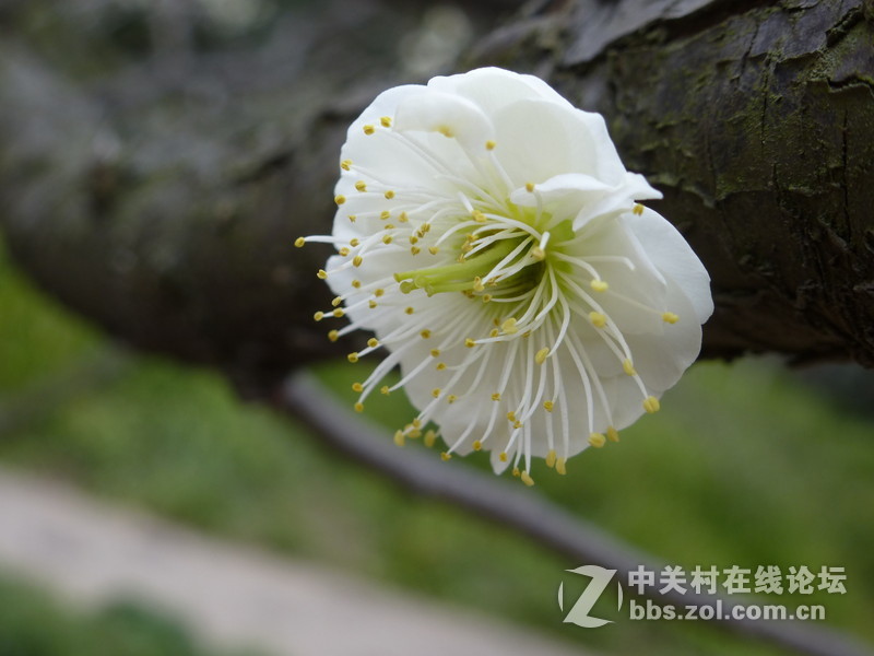 2015上海莘庄公园梅花展随拍