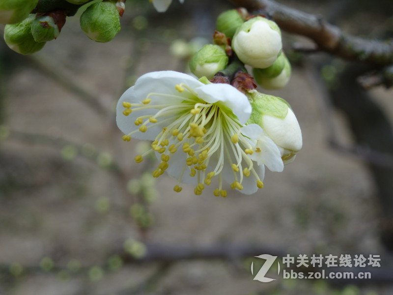 2015上海莘庄公园梅花展随拍