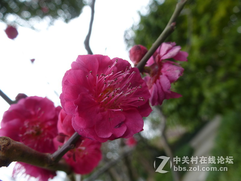 2015上海莘庄公园梅花展随拍