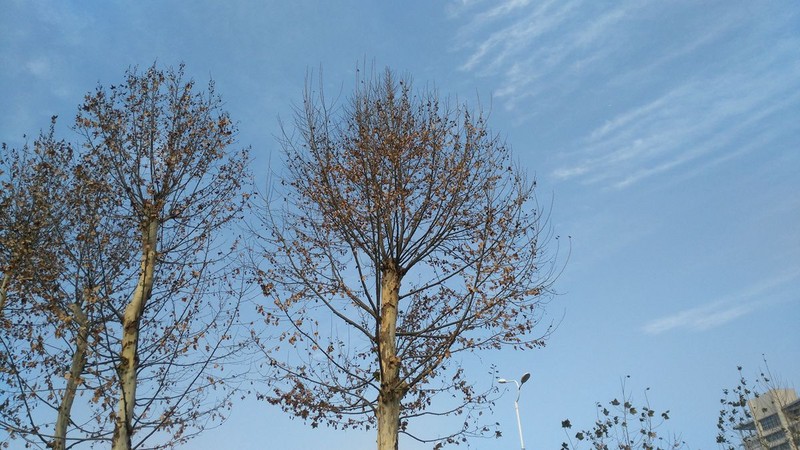 带上华为G7领略武汉唯美冬日