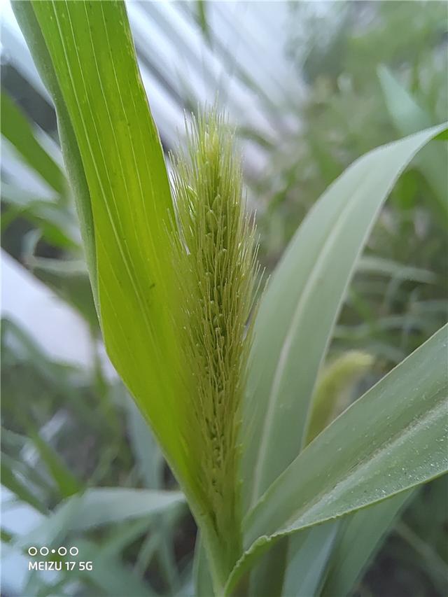 20天体验，七大角度解析魅族17，值得购买吗