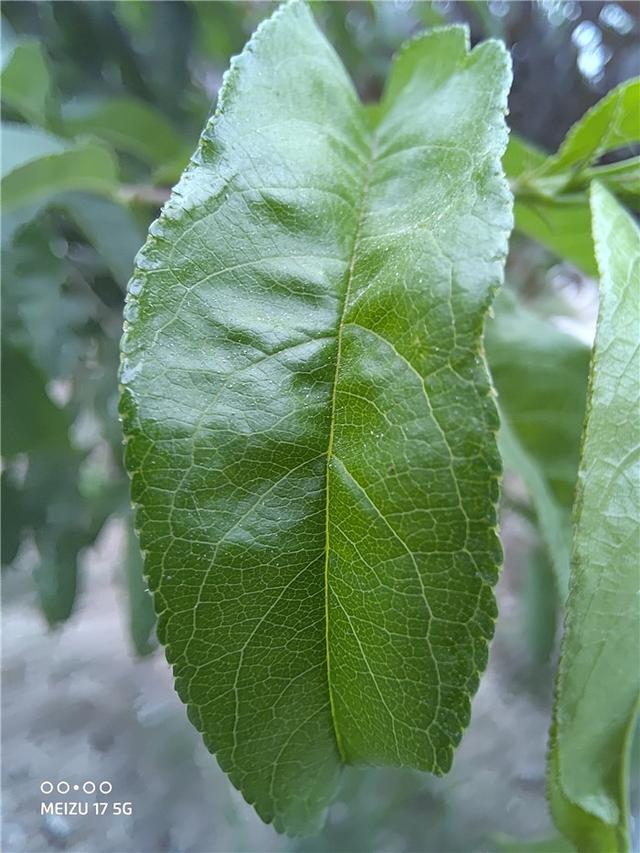 20天体验，七大角度解析魅族17，值得购买吗