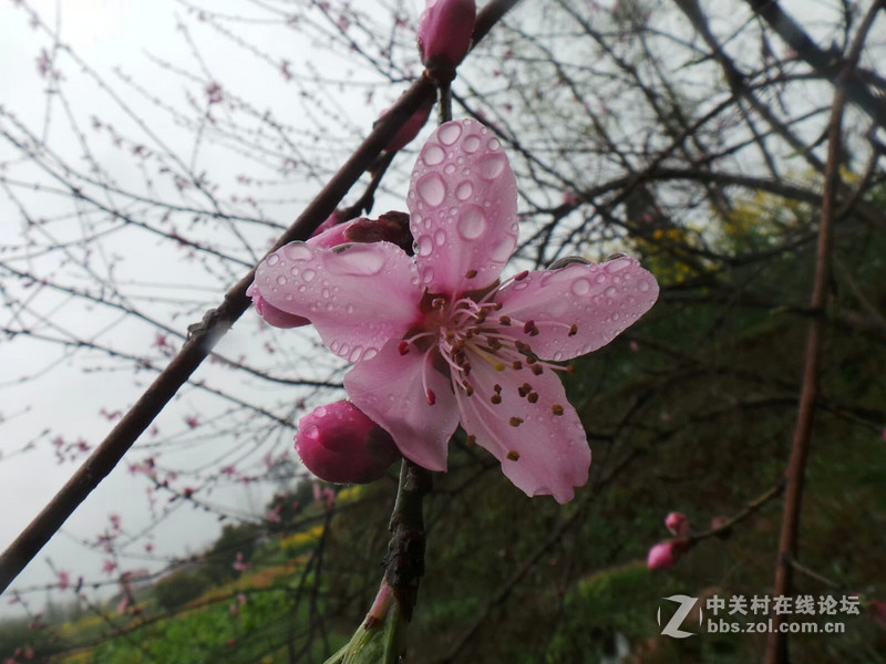 现在分享。老家拍的，桃花！！