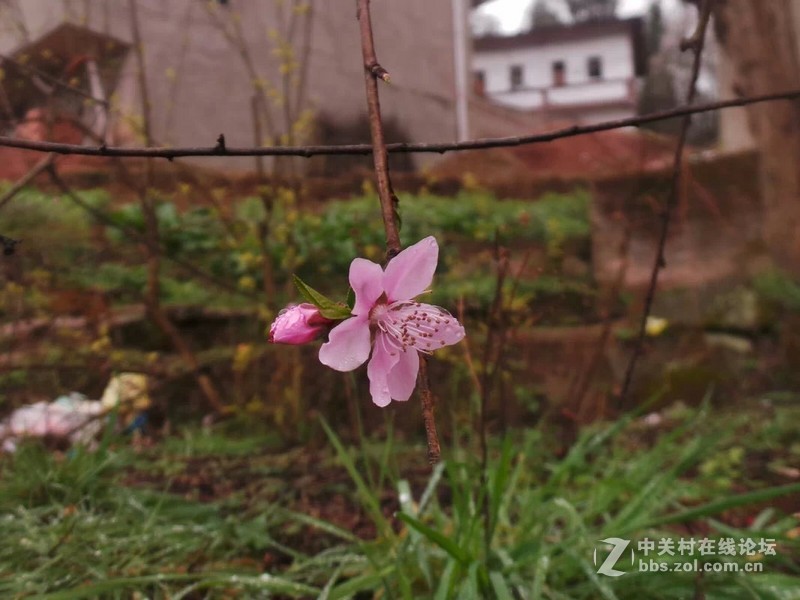 现在分享。老家拍的，桃花！！