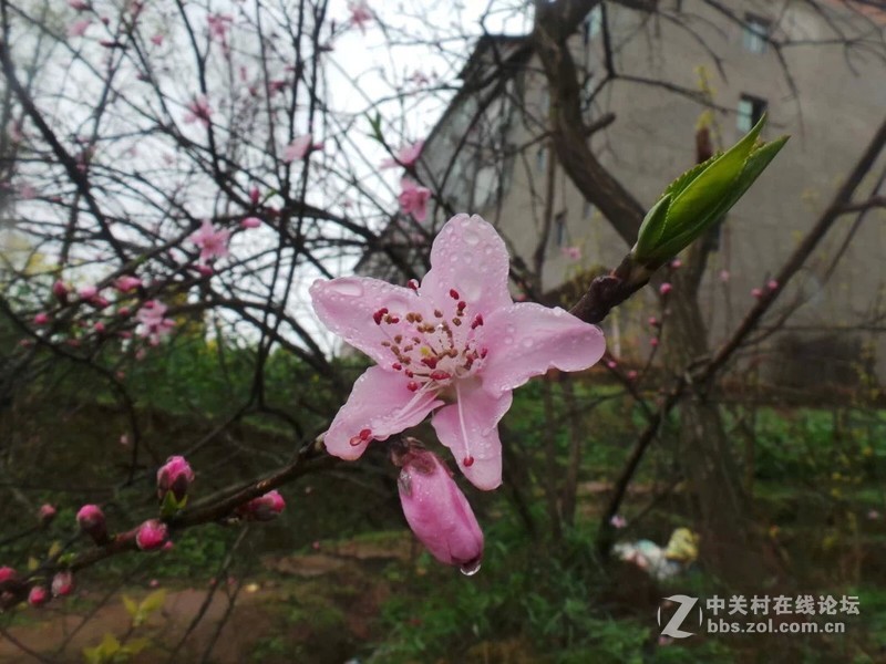 现在分享。老家拍的，桃花！！