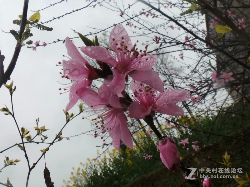 现在分享。老家拍的，桃花！！