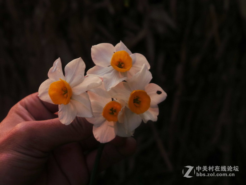 现在分享。老家拍的，桃花！！