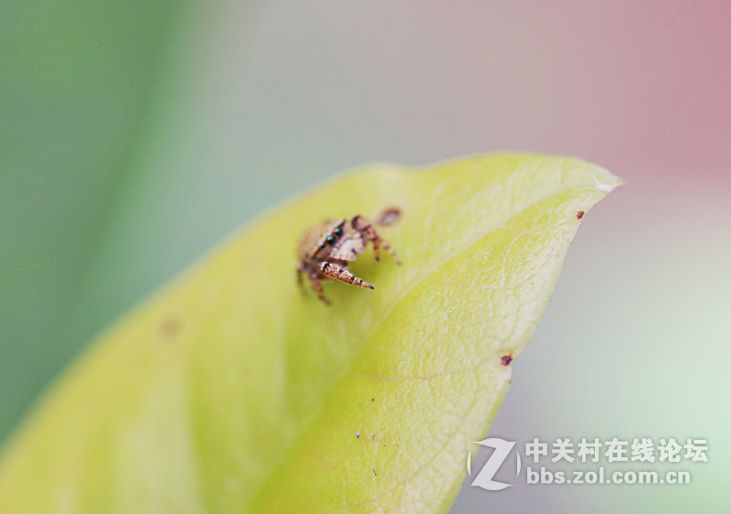 微90 172E 练练微距