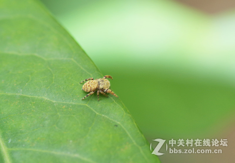 微90 172E 练练微距