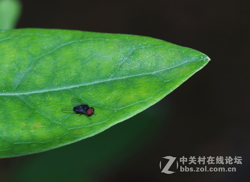 微90 172E 练练微距