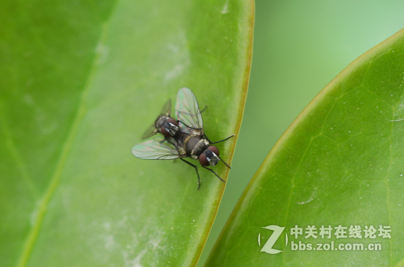 微90 172E 练练微距