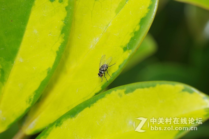 微90 172E 练练微距