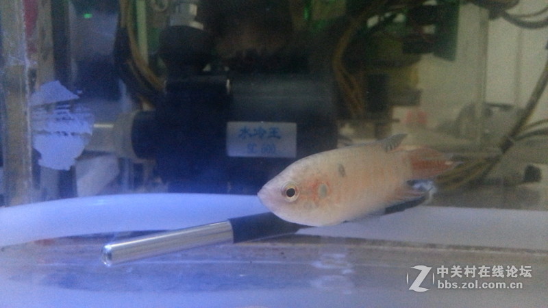 任性主机—屌丝二代