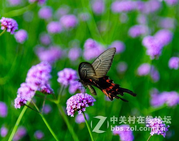 黔北普罗旺斯