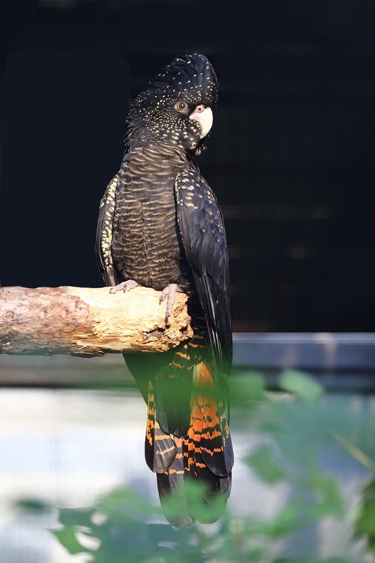 红尾黑凤头鹦鹉