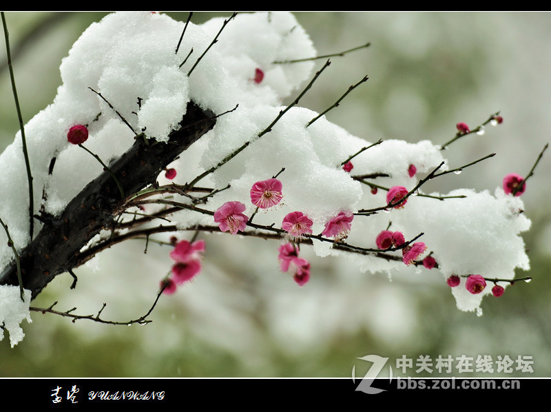 雪中红梅-中关村在线摄影论坛