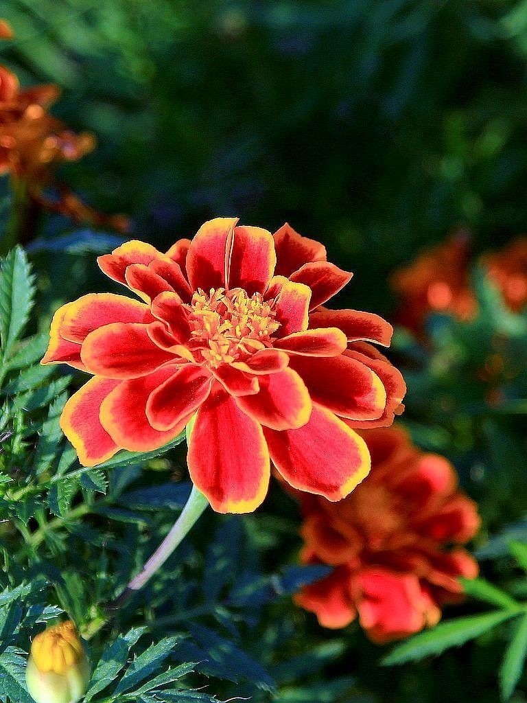 孔雀草