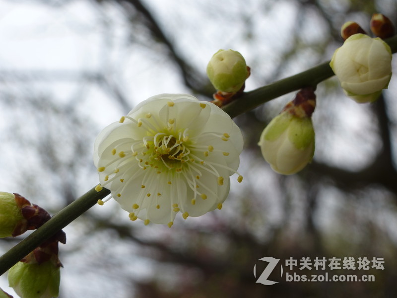 2015上海莘庄公园梅花展随拍