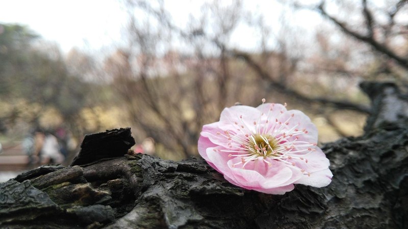 带上华为G7领略武汉唯美冬日