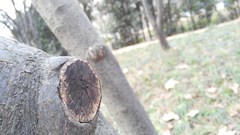 带上华为G7领略武汉唯美冬日