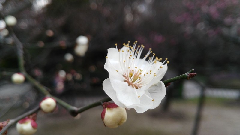 带上华为G7领略武汉唯美冬日