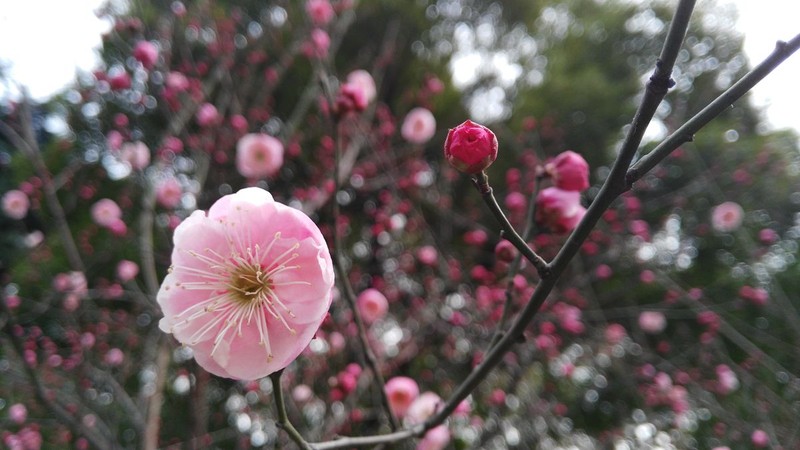 带上华为G7领略武汉唯美冬日
